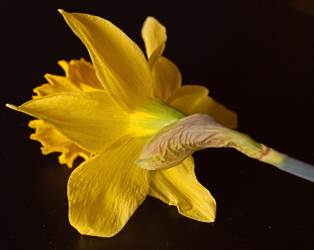 Daffodil