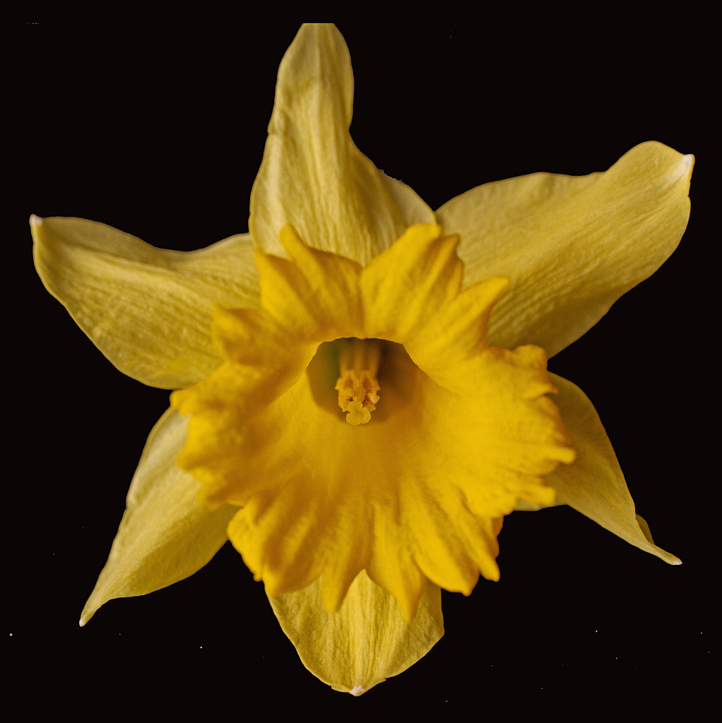 Daffodil