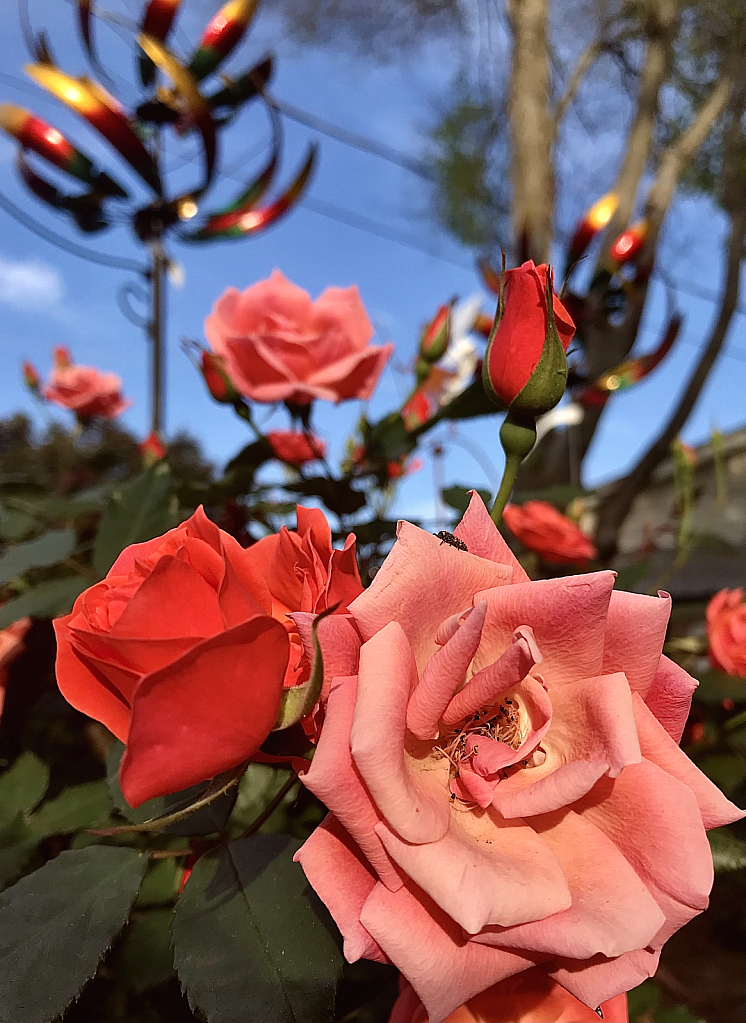 Rose garden  - ID: 16060814 © Elizabeth A. Marker