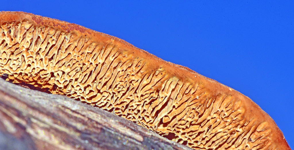 Fungi detail.