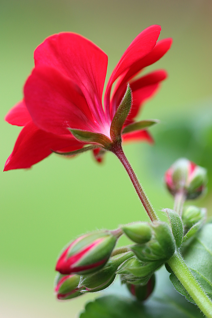 Red Geranium - ID: 16060870 © Lori A. Nevers