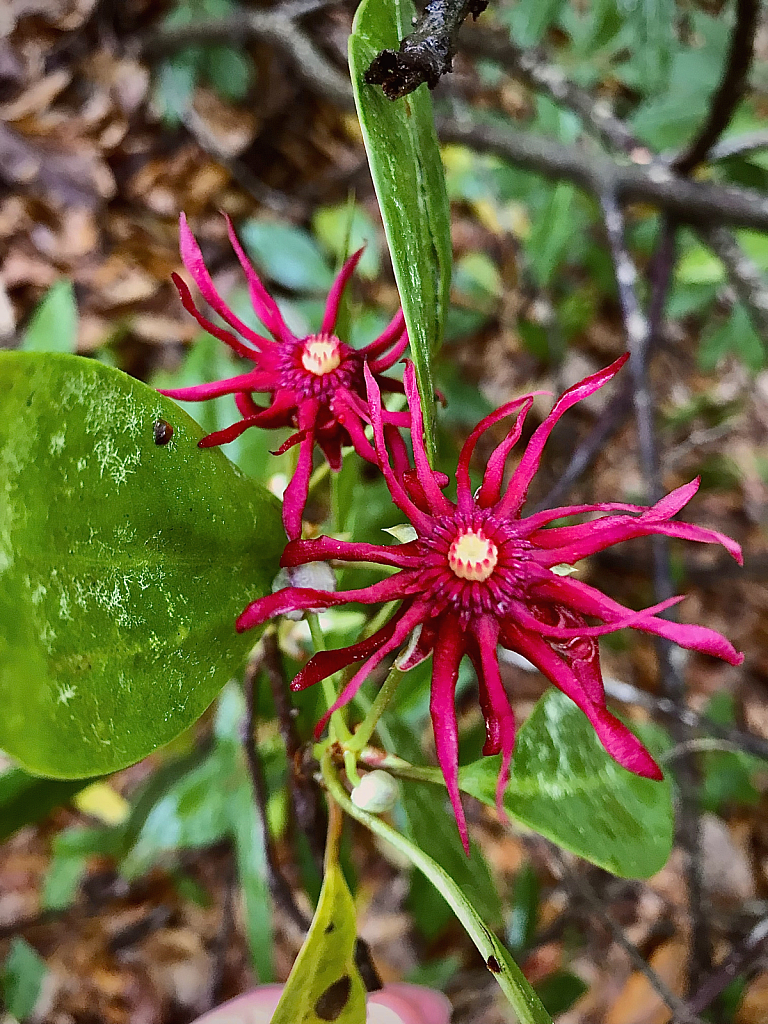 Florida Anise bloom pair - ID: 16060845 © Elizabeth A. Marker