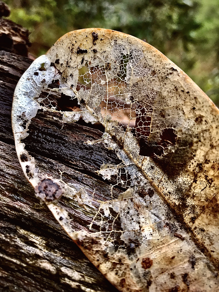 Decaying leaf - ID: 16060847 © Elizabeth A. Marker