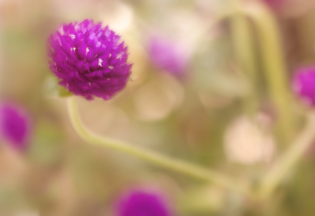 Globe Amaranth