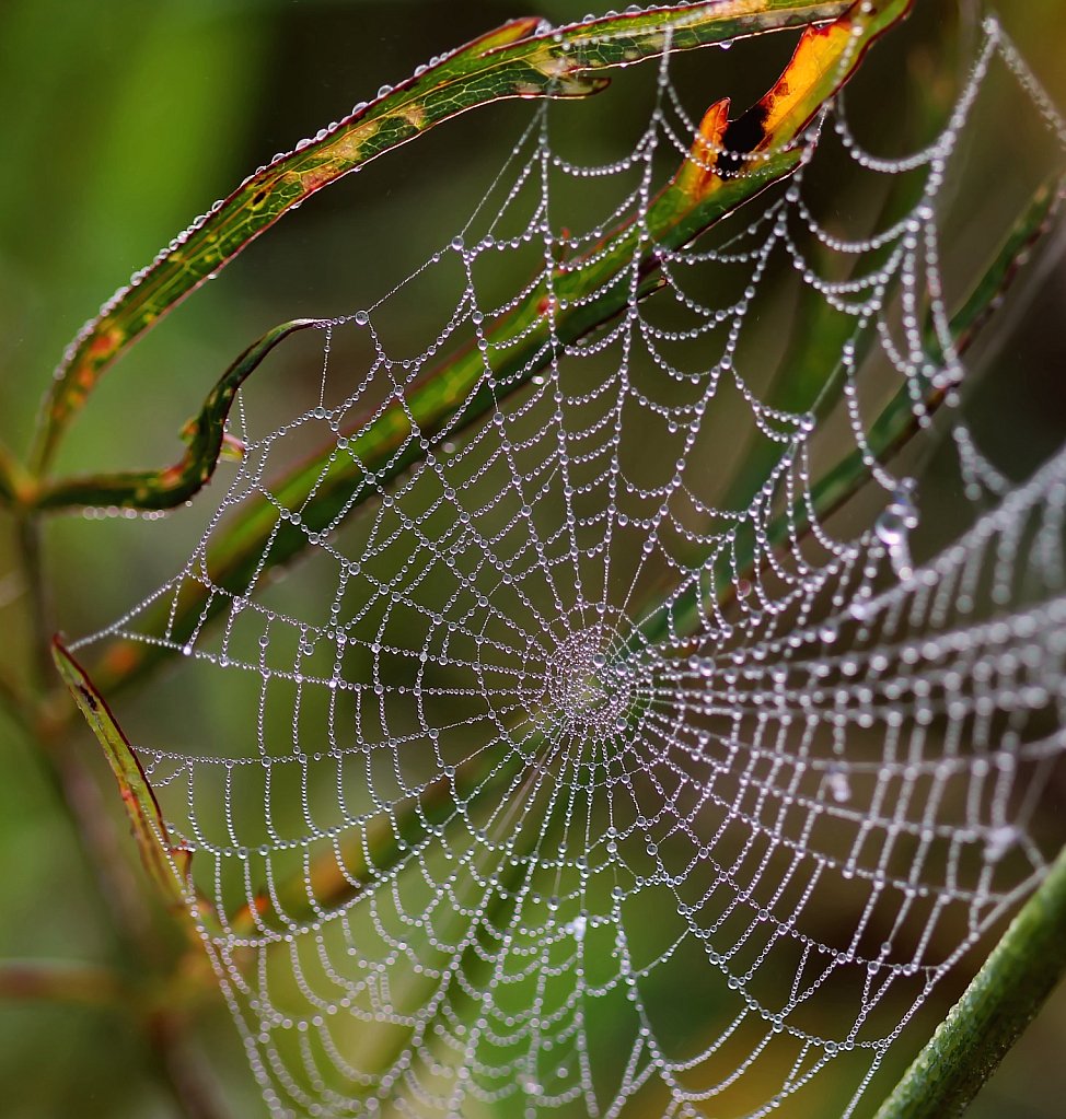 Dew Covered Spider Web