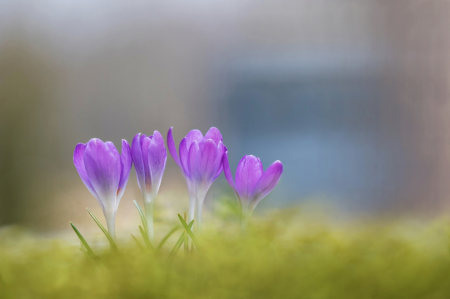 Early Bloomers