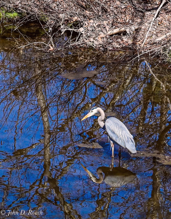 Heron Fishing