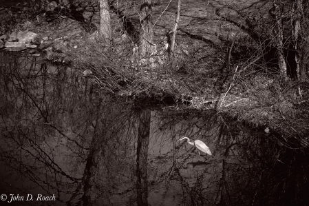 Heron in Monochrome