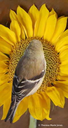 Gold Finch 