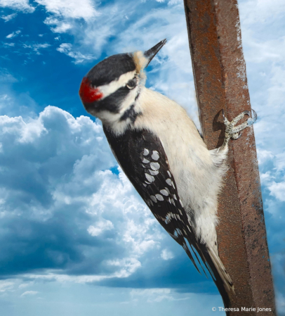 Male Woodpecker