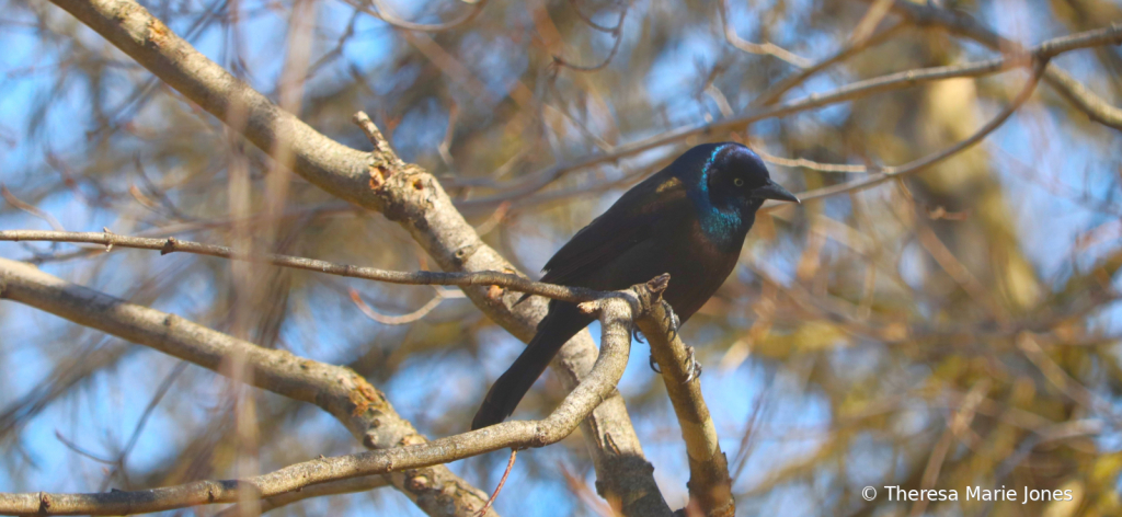 Grackle