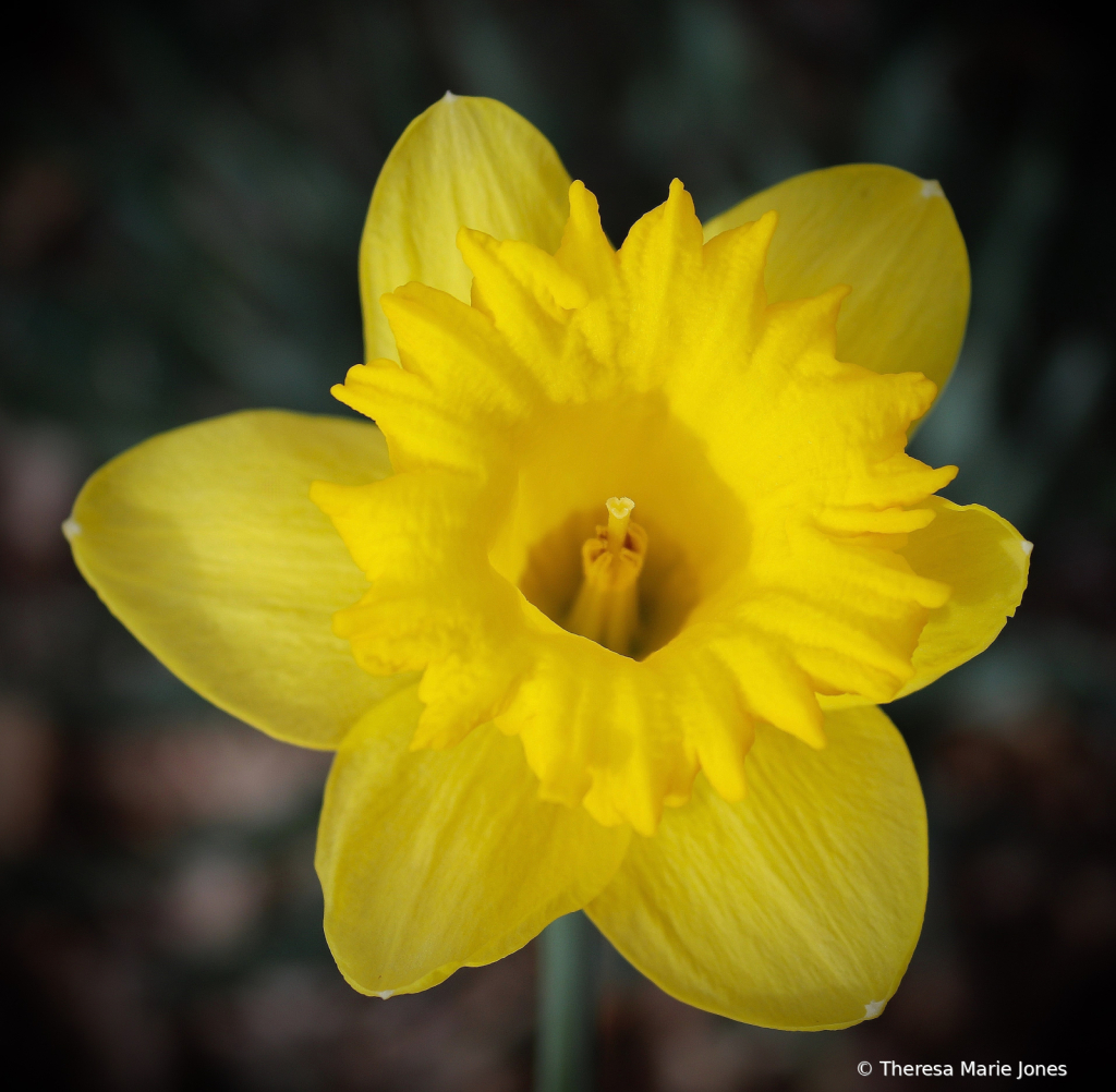 Daffodil