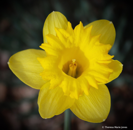 Daffodil