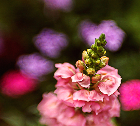 Flower Dance