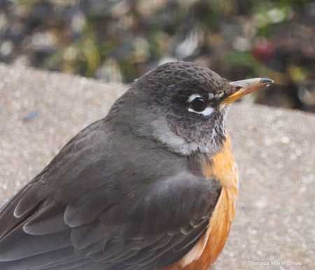 Robin