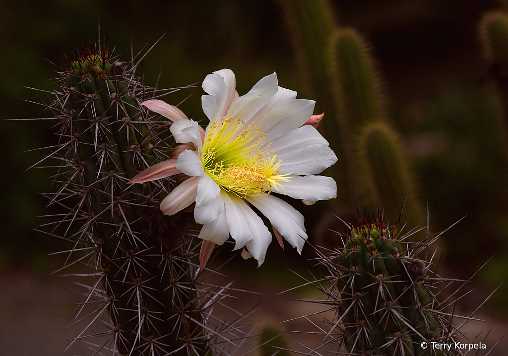 Cactus Flower - ID: 16060960 © Terry Korpela