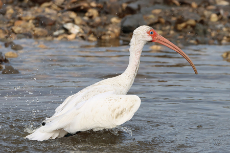 Bathing Ibis