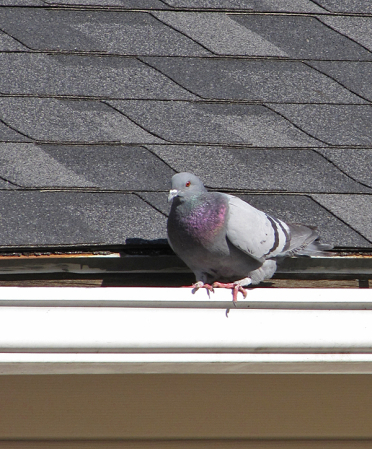 Pigeon