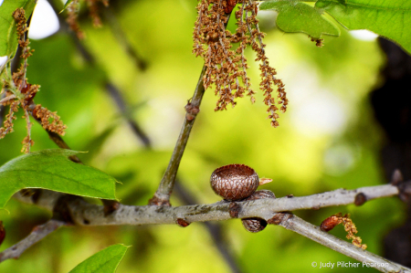 end of winter, into spring for the white oak