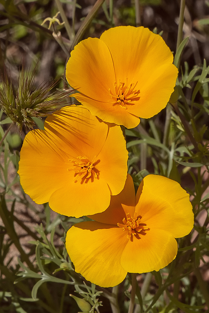 Wildflower Season in Arizona