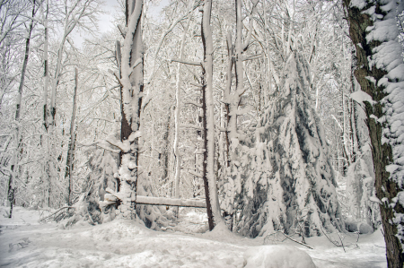 Winter Wonderland