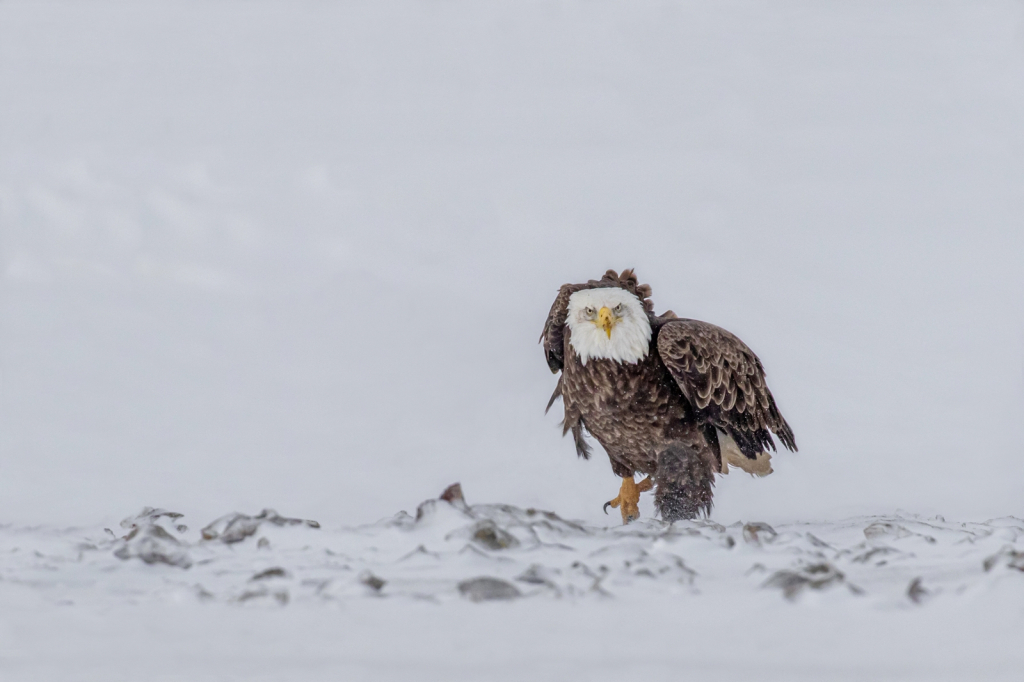 Eagle on a Mission