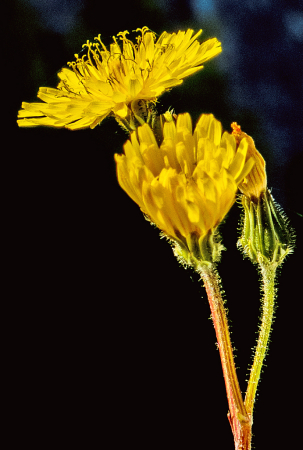 Golden Beauty. Holy Hawksbeard.