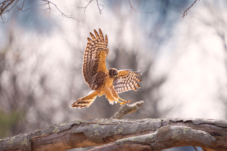 Sticking the Landing