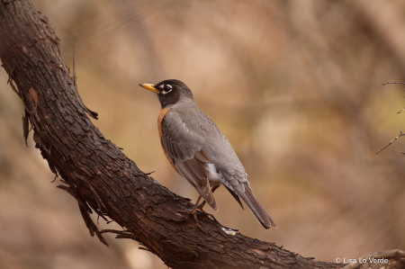 American Robin