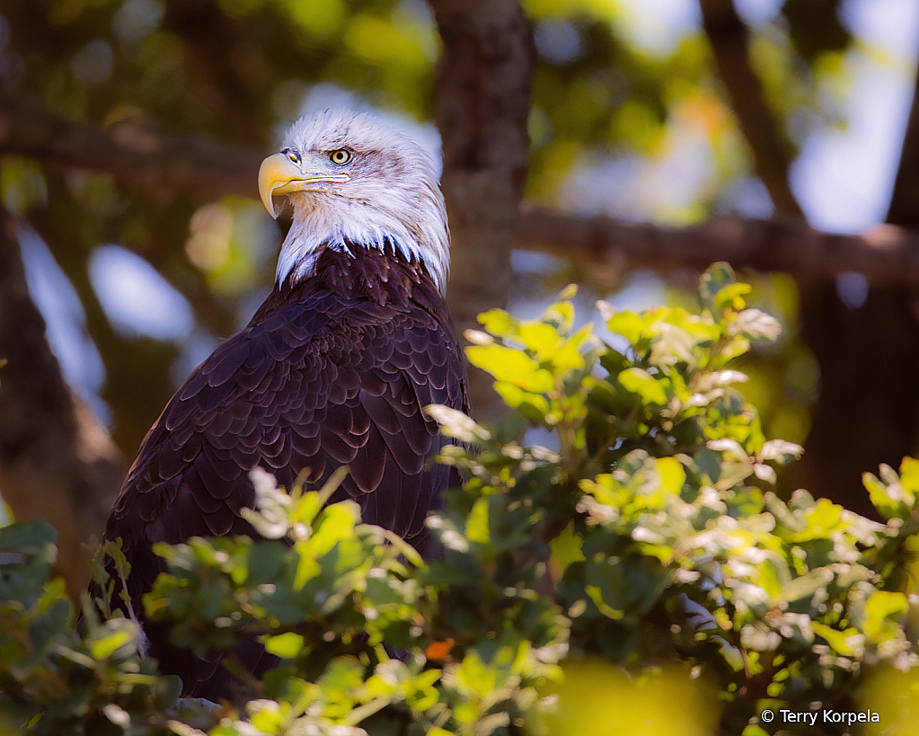 Bald Eagle