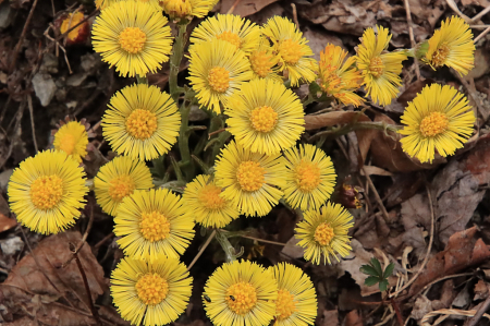 Spring Wildflowers