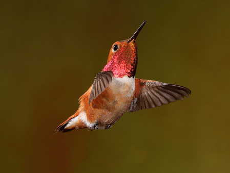 Male Rufous