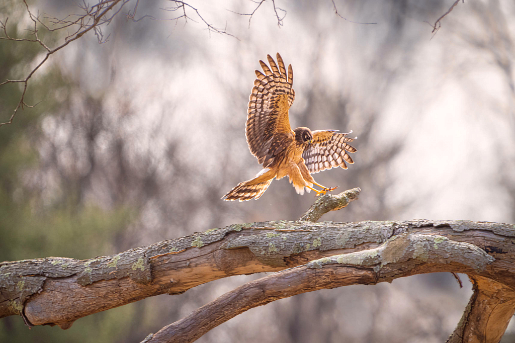 Sticking the Landing