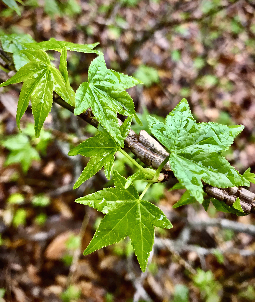 First leaves