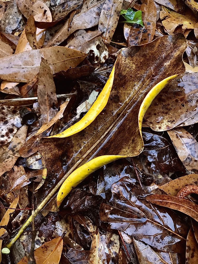 Yellow ruffles - ID: 16061090 © Elizabeth A. Marker