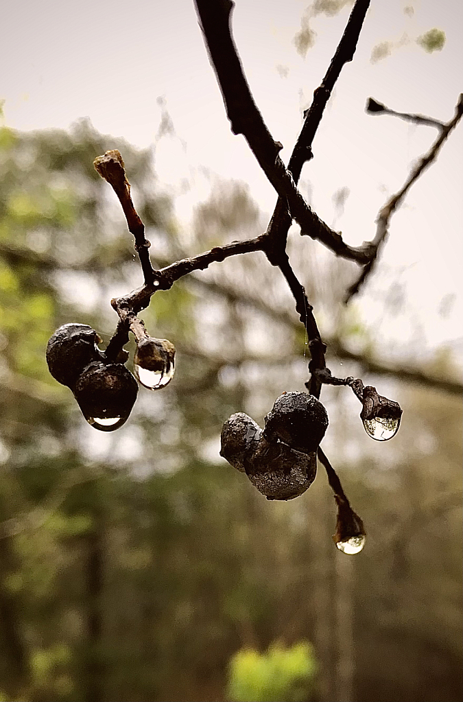 Rain drops - ID: 16061091 © Elizabeth A. Marker