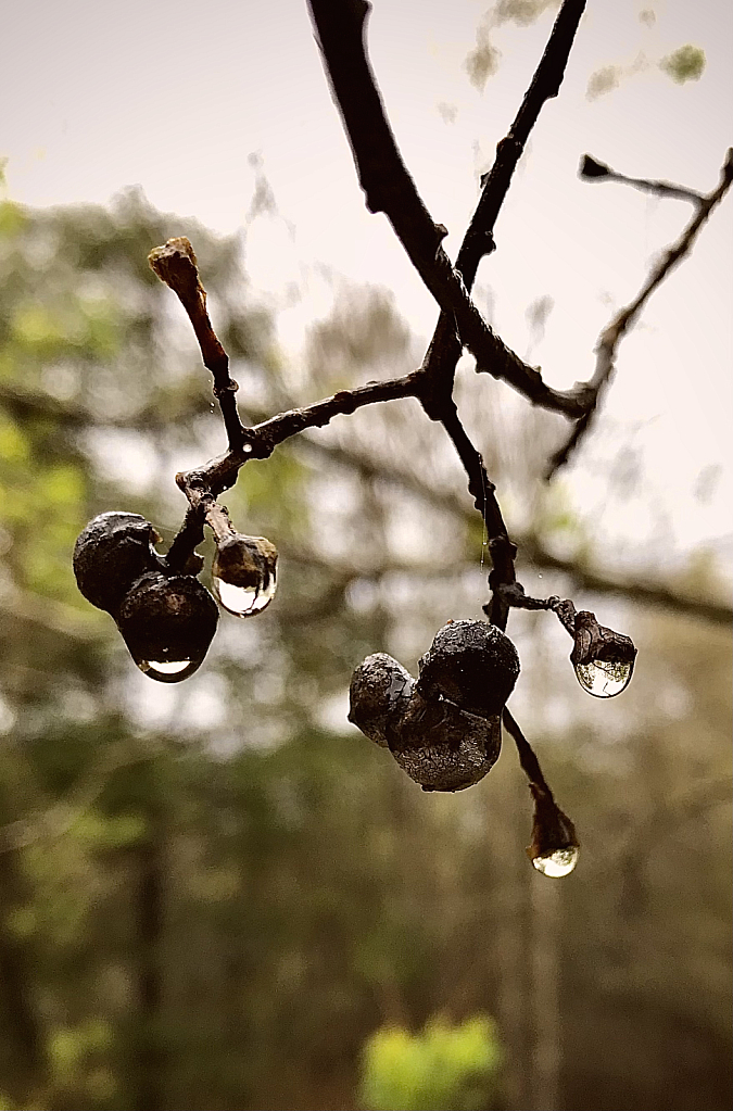 Rain drops