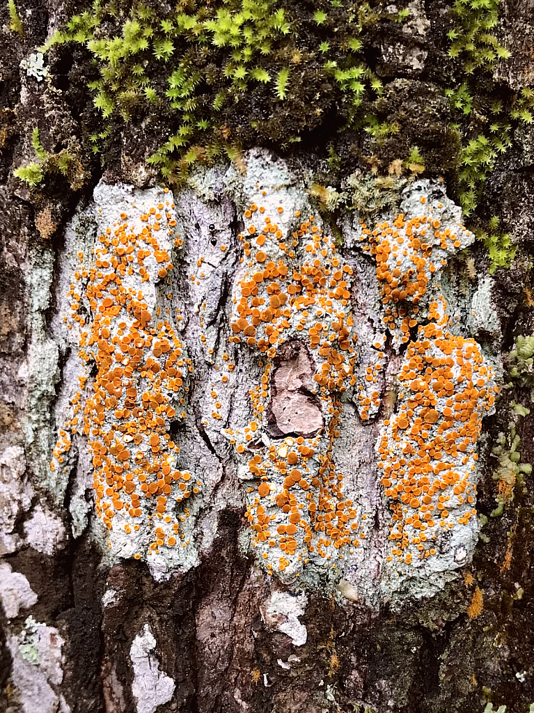 Orange lichen  - ID: 16061092 © Elizabeth A. Marker