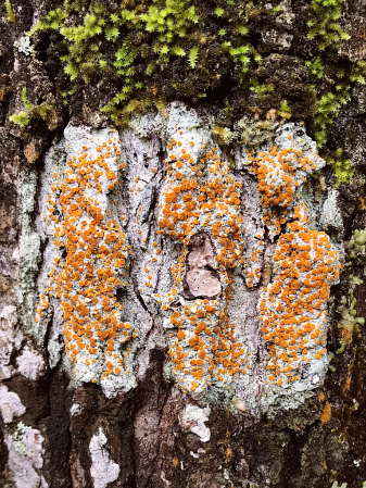 Orange lichen 