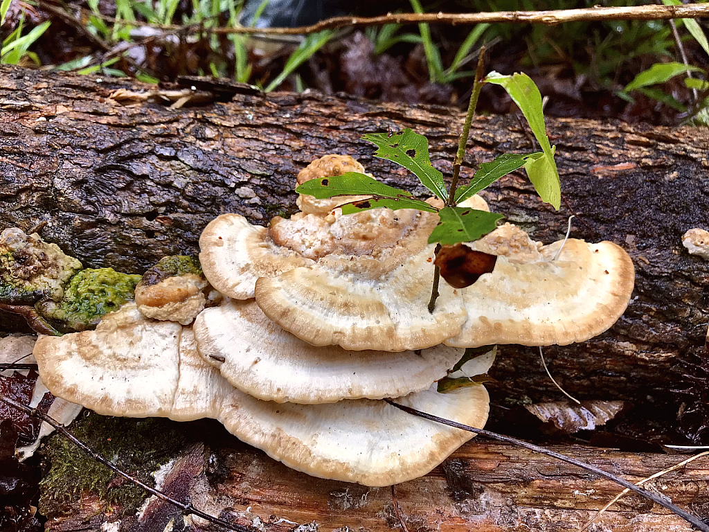 Growing through the mushrooms 