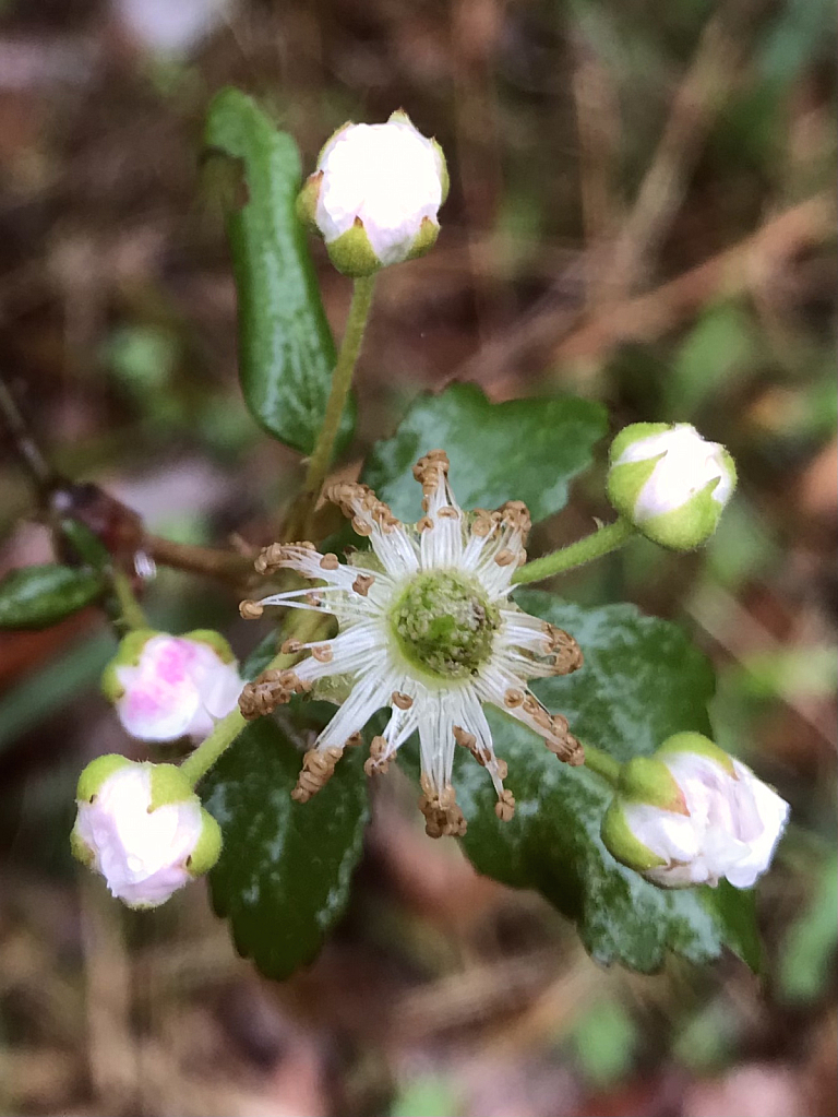 Weather beaten blackberry blossom 