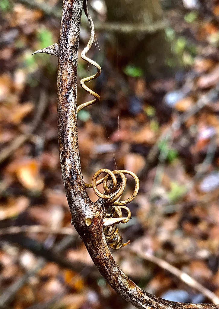 Sharp and twisted - ID: 16061097 © Elizabeth A. Marker