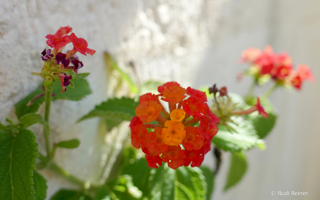 Bright orange