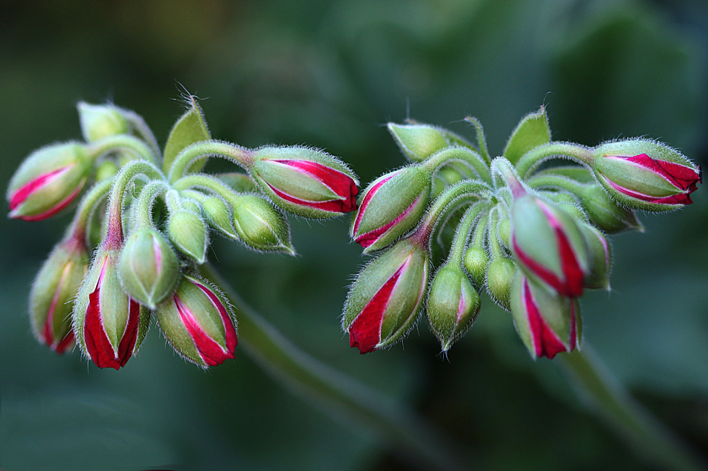 Geranium Buds - ID: 16061170 © Lori A. Nevers