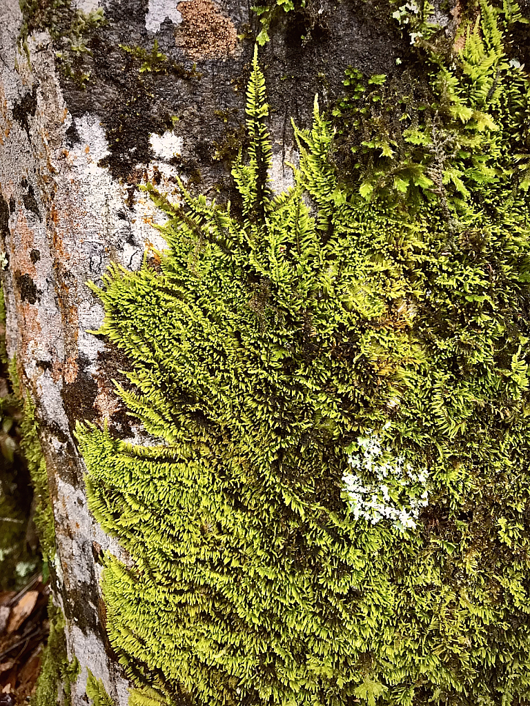 Silky wall feather moss - ID: 16061178 © Elizabeth A. Marker