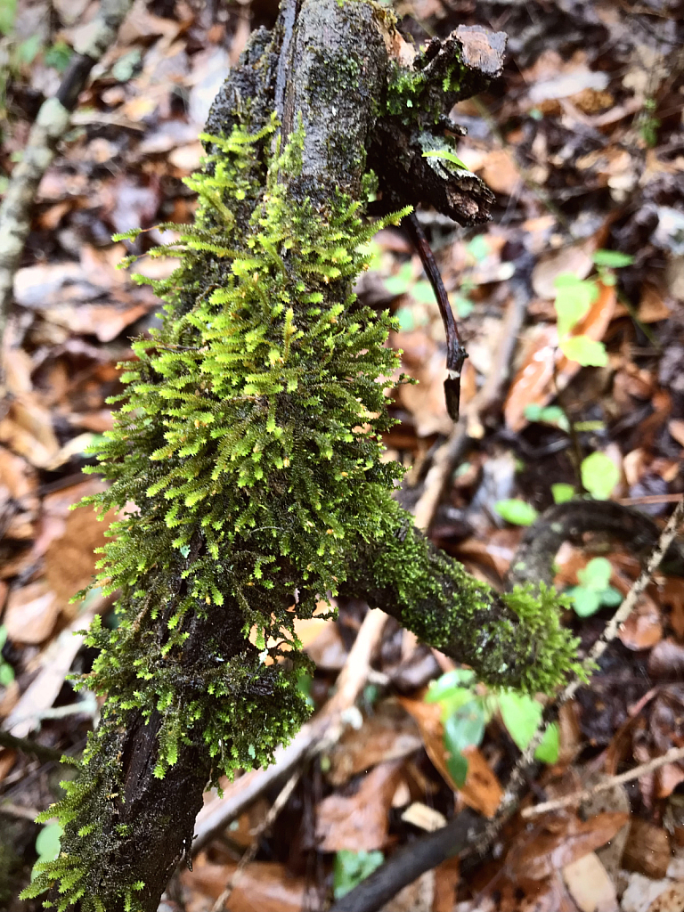 Leucodon sciuroides covered branch - ID: 16061179 © Elizabeth A. Marker