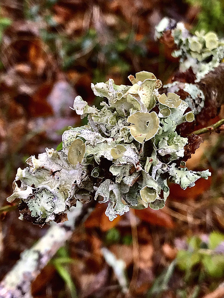 Lichen  - ID: 16061183 © Elizabeth A. Marker