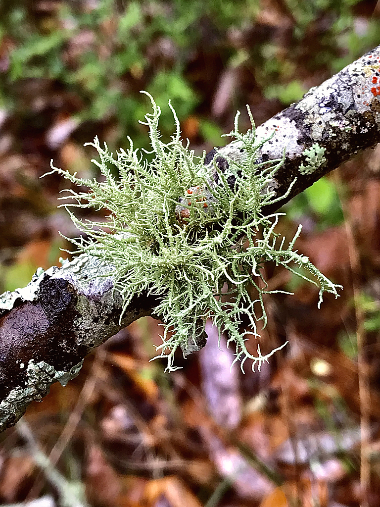 Usnea filipendula - ID: 16061184 © Elizabeth A. Marker