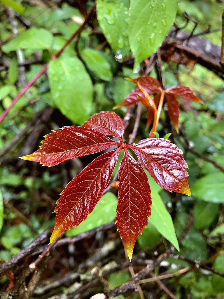 Virginia creeper - ID: 16061185 © Elizabeth A. Marker