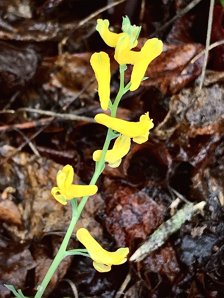 Corydalis micrantha (Slender Fumewort) - ID: 16061186 © Elizabeth A. Marker